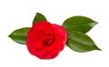 Camellia