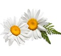 Chamomile
