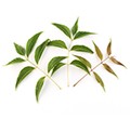 Neem