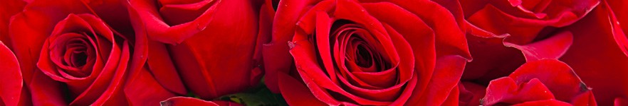 Organic Rose Toner